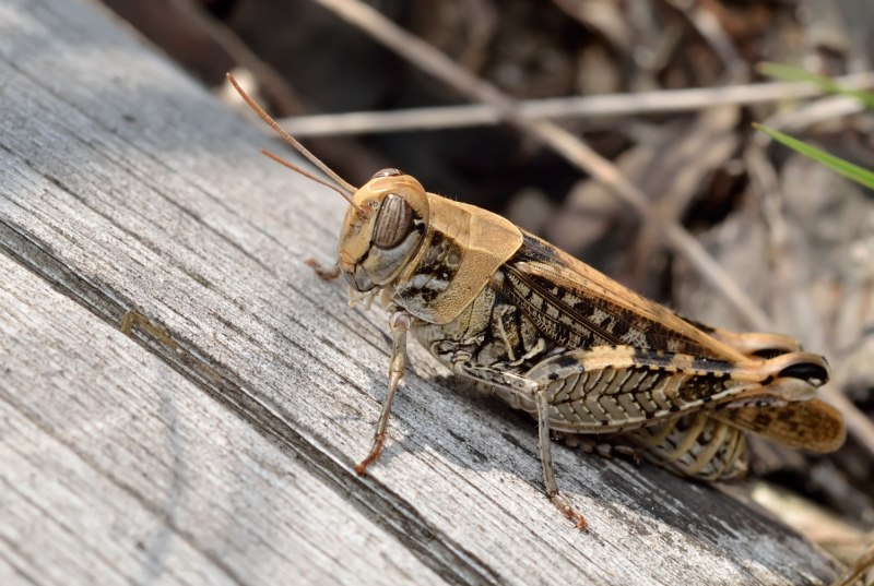 Calliptamus italicus