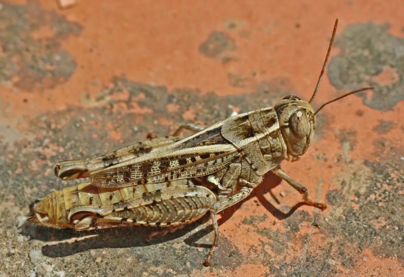 Calliptamus italicus l. – Прус итальянский