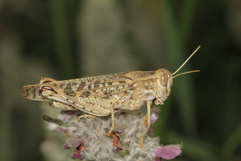 Calliptamus italicus l. – Прус итальянский