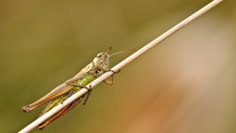 Calliptamus italicus l. – Прус итальянский