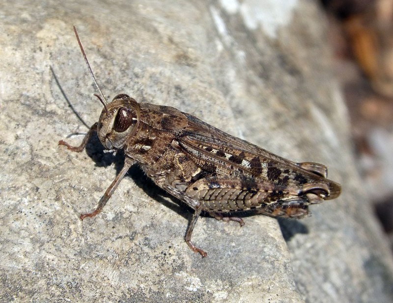 Locust Red