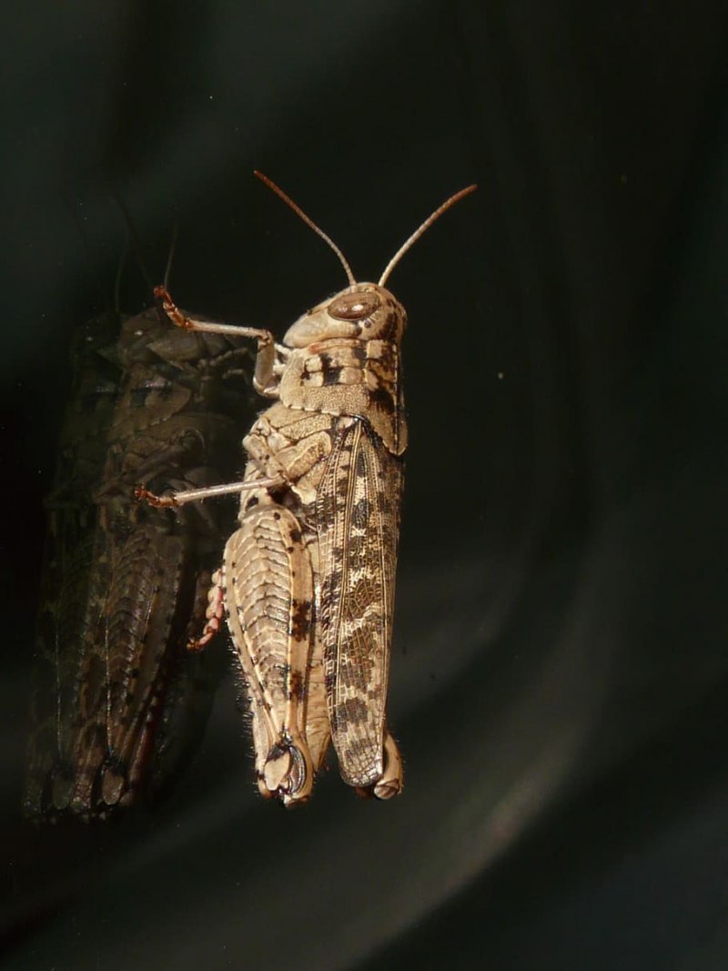 Calliptamus italicus
