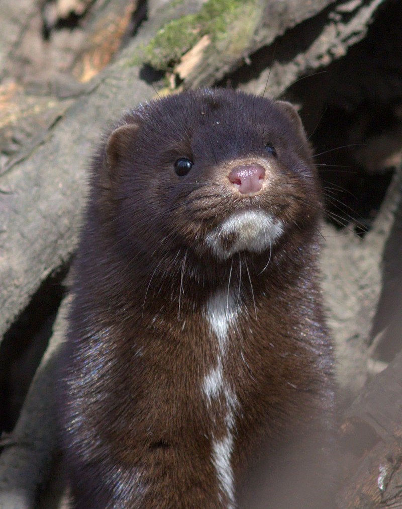 Американская норка (Mustela Vison)