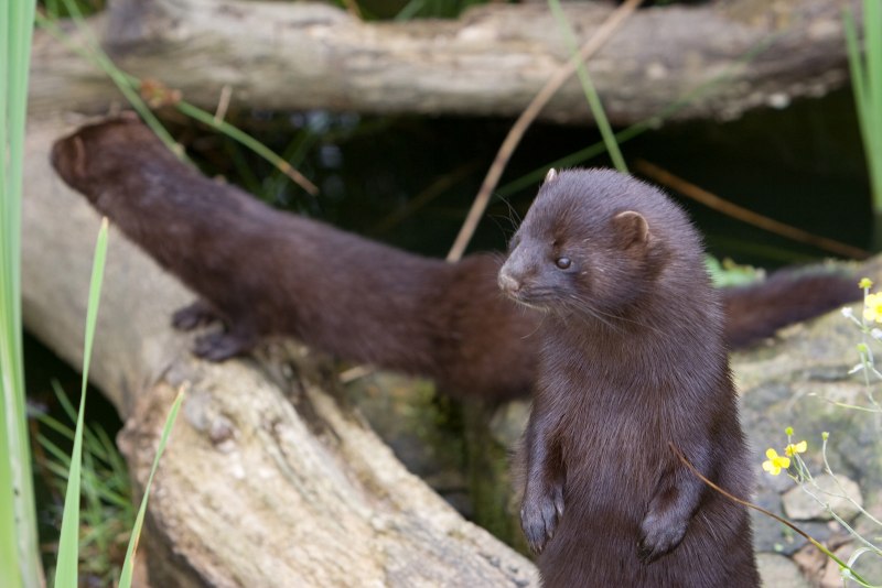 Mustela lutreola норка