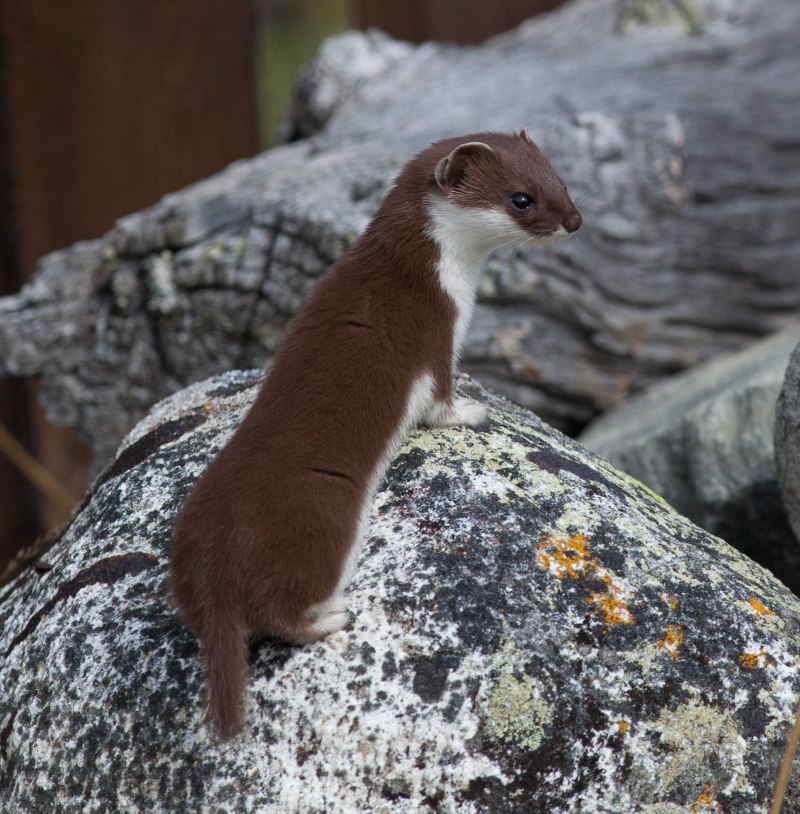 Ласка (Mustela nivalis)