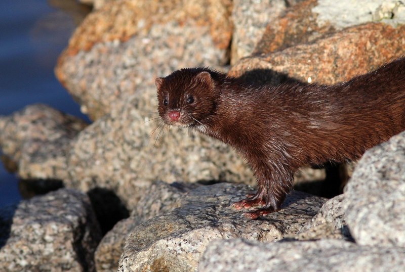 Горностай (Mustela erminea)