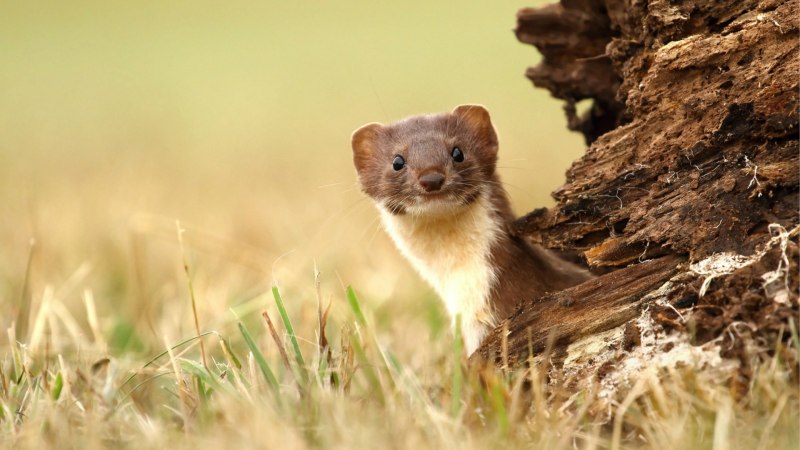 Американская норка (Mustela Vison)