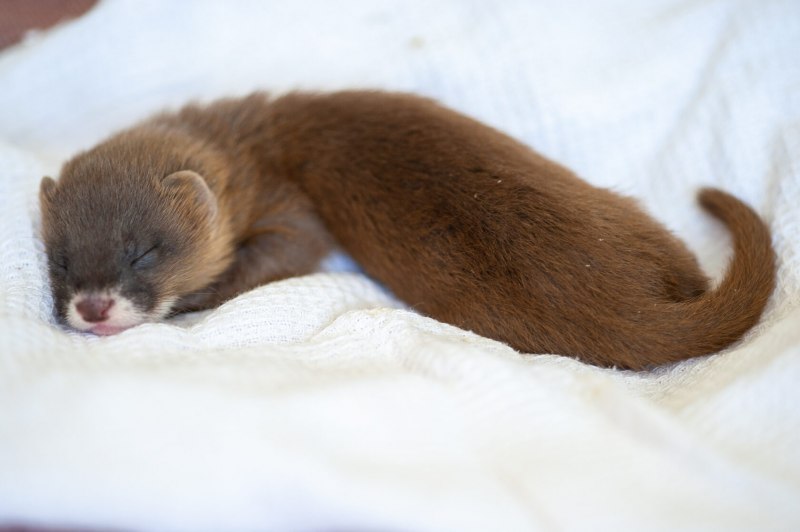 Mustela nivalis