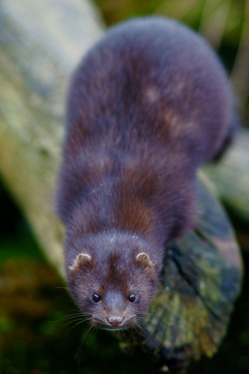Европейская норка Mustela lutreola (Linnaeus, 1761)