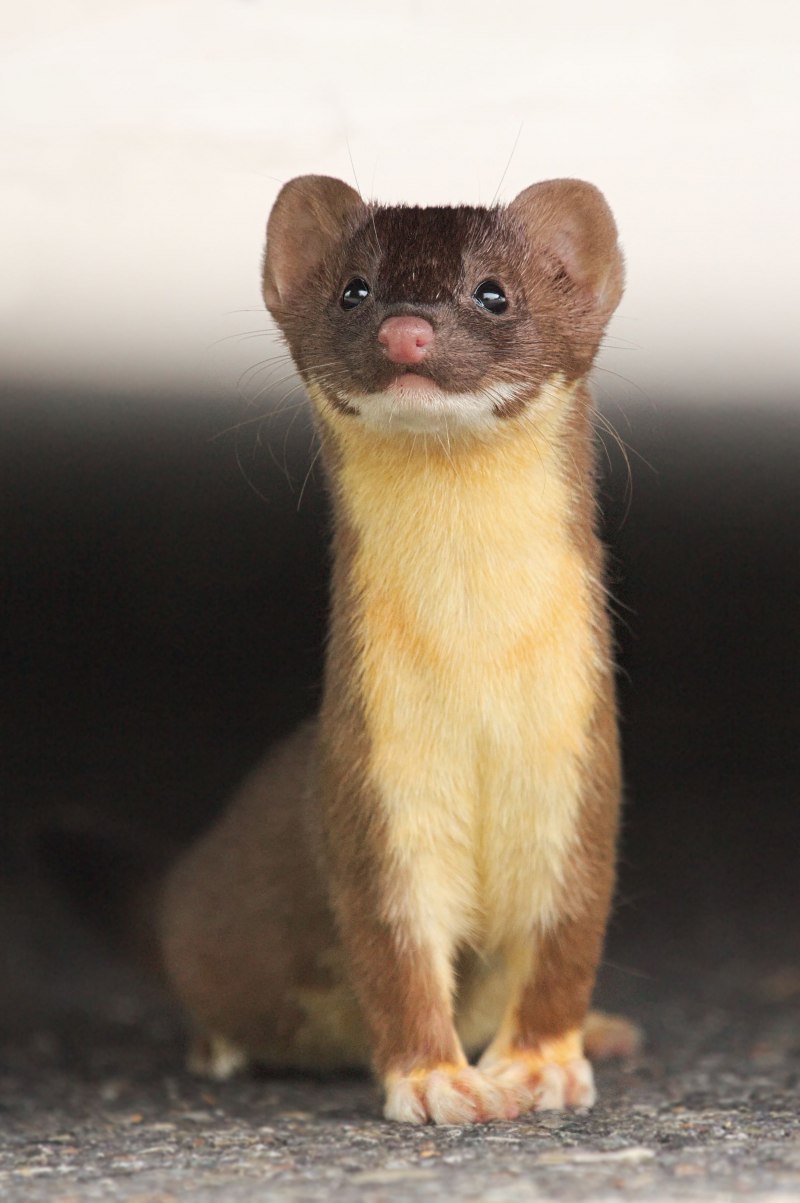 Американская норка (Mustela Vison)