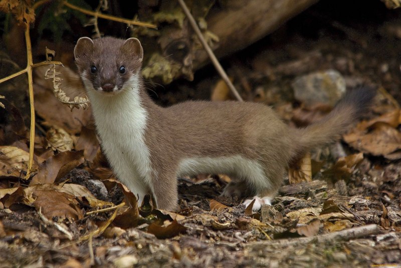 Европейская норка Mustela lutreola (Linnaeus, 1761)