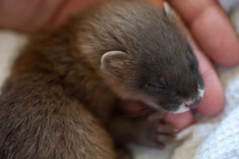 Ласка (Mustela nivalis)