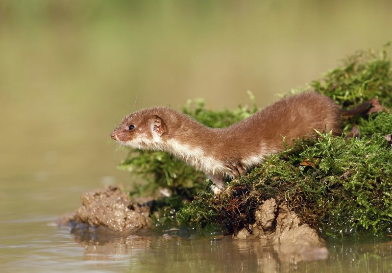 Американская норка (Mustela Vison)