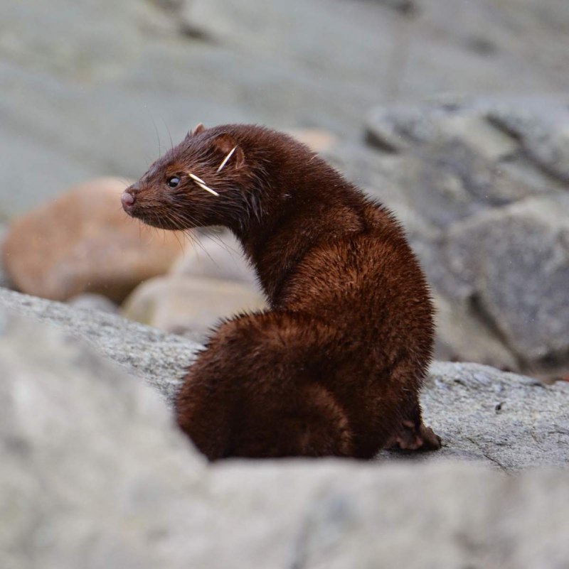 Горноста́й (лат. Mustela erminea)