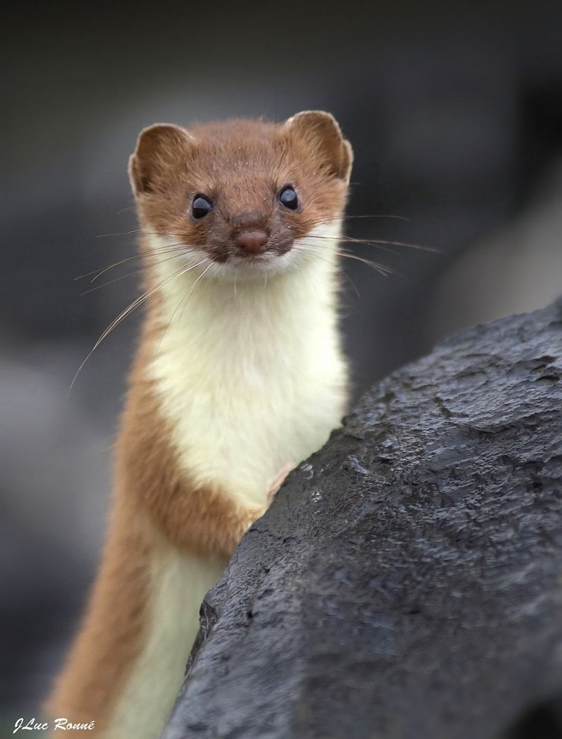 Европейская норка Mustela lutreola (Linnaeus, 1761)