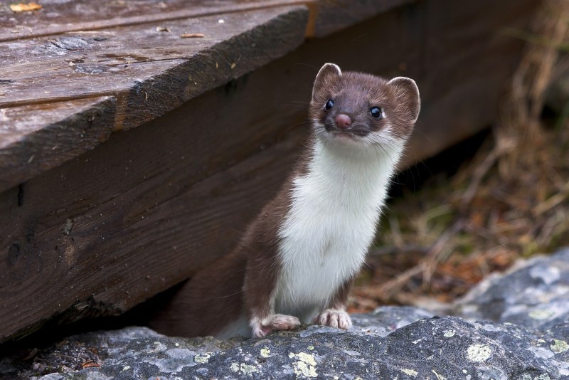 Американская норка (Mustela Vison)