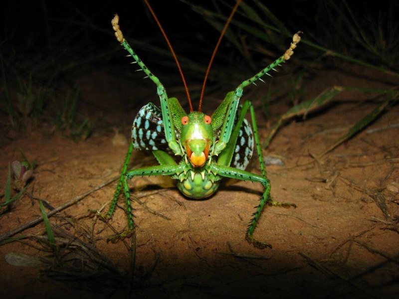Neobarrettia spinosa кузнечик