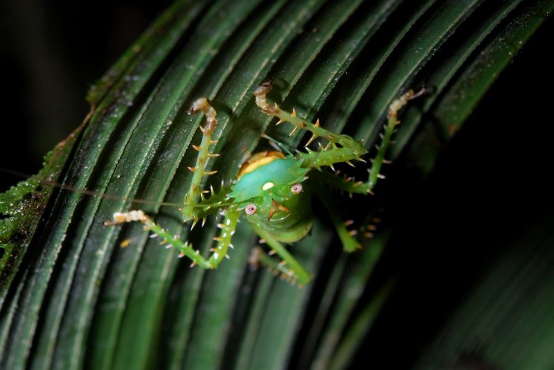 Иглистый дьявол Panacanthus cuspidatus