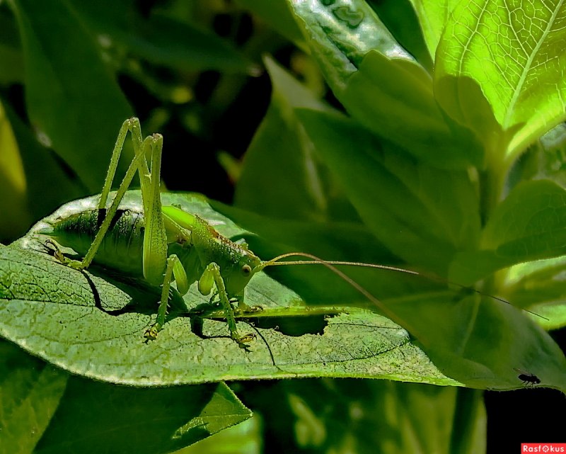 Pterochroza ocellata