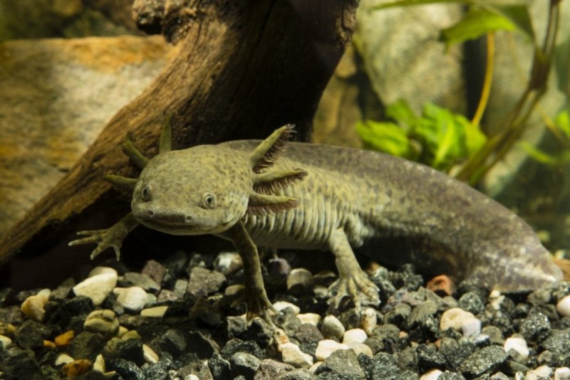 Кузнечик Tettigonia