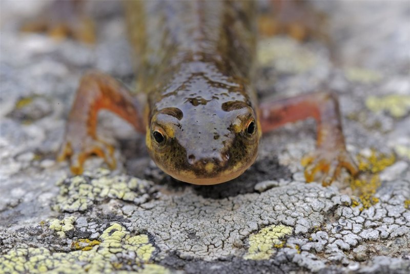 Кузнечик Tettigonia