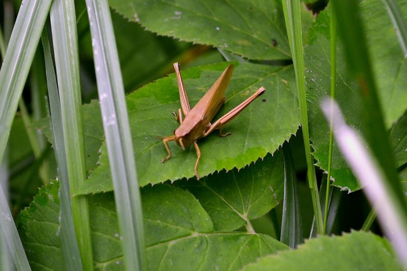 Кузнечик Tettigonia