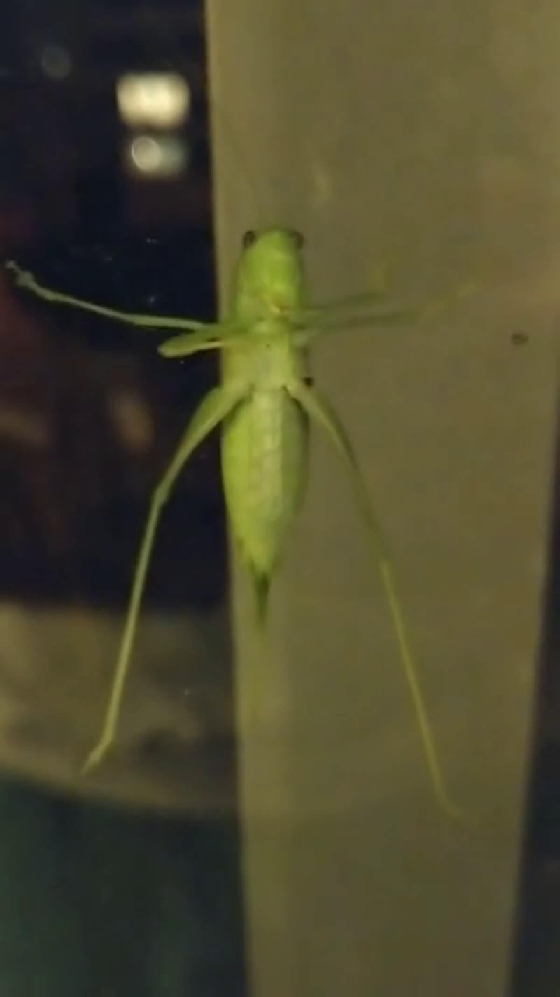 Красноглазый кузнечик (Neobarrettia spinosa)