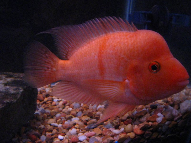 Бриллиантовая цихлазома (Herichthys carpintis)