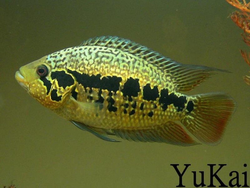 Flowerhorn Cichlid