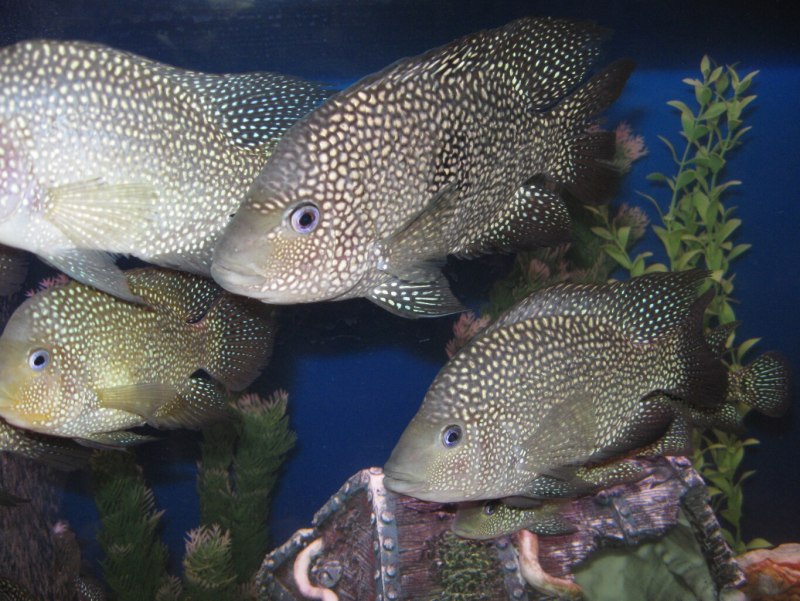 Herichthys cyanoguttatus