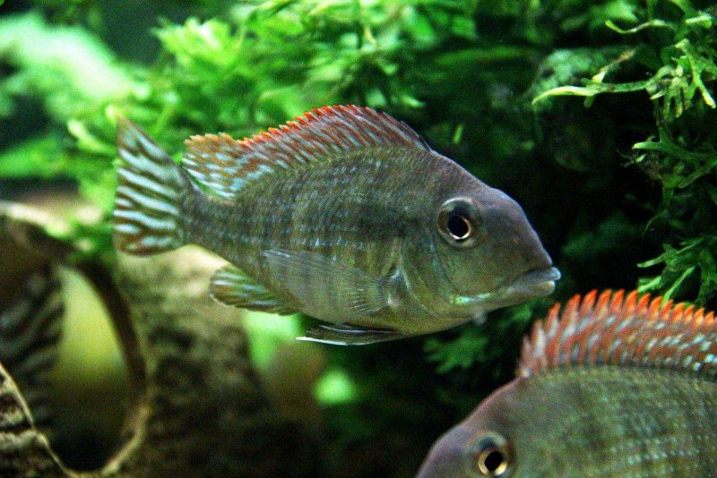 Бриллиантовая цихлазома (Herichthys carpintis)