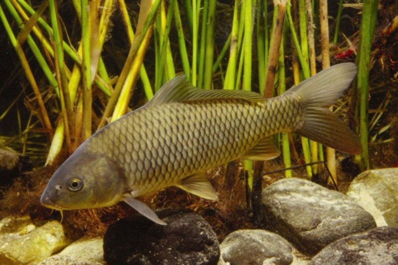 Карп обыкновенный – Cyprinus Carpio