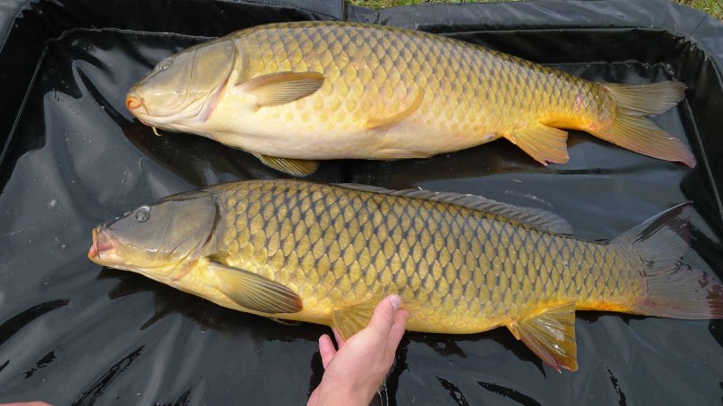 Карп (Cyprinus Carpio)