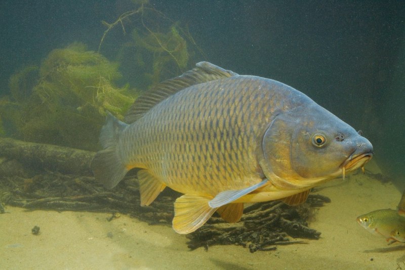 Сазан (Cyprinus Carpio)
