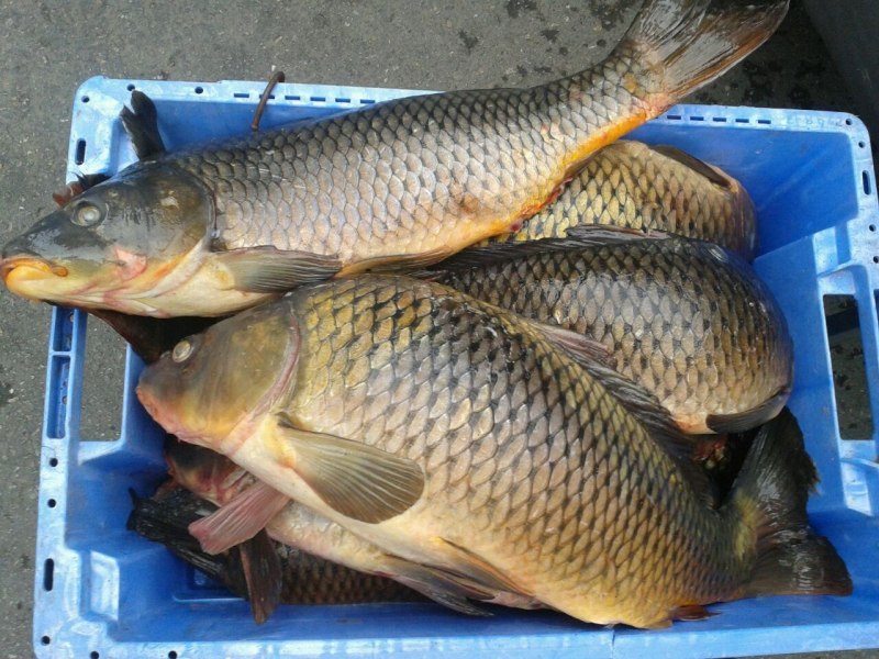 Сазан (Cyprinus Carpio)