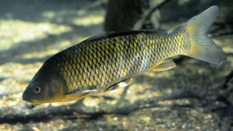 Сазан (Cyprinus Carpio)