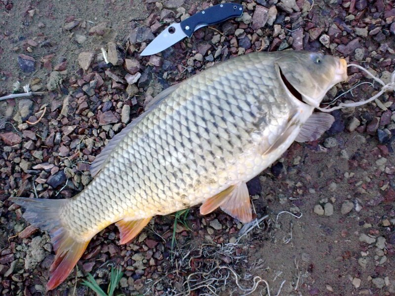 Сазан (Cyprinus Carpio)