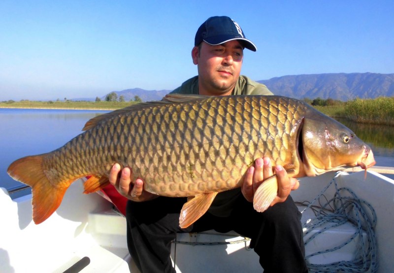 Карп (Cyprinus Carpio)