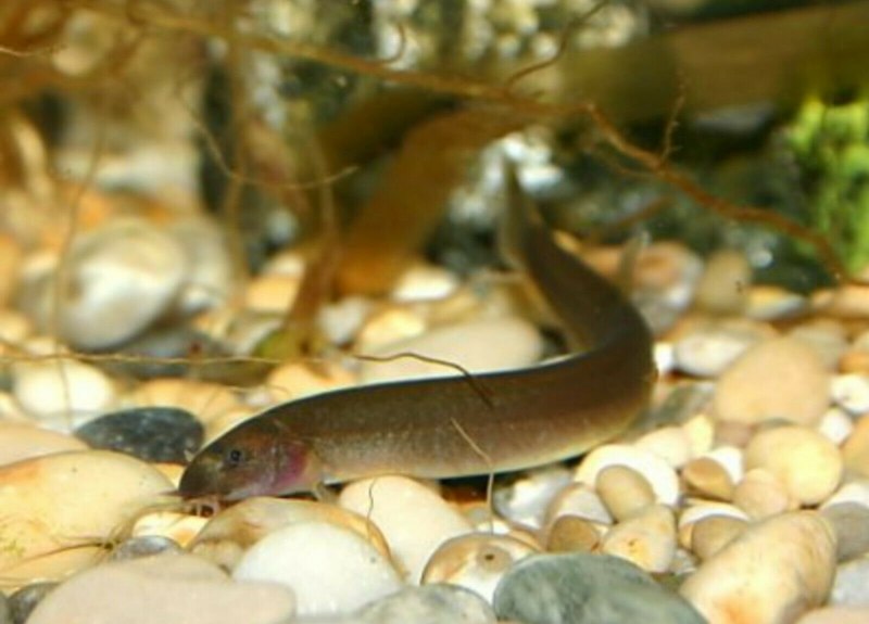 Вьюн Восточный Misgurnus anguillicaudatus