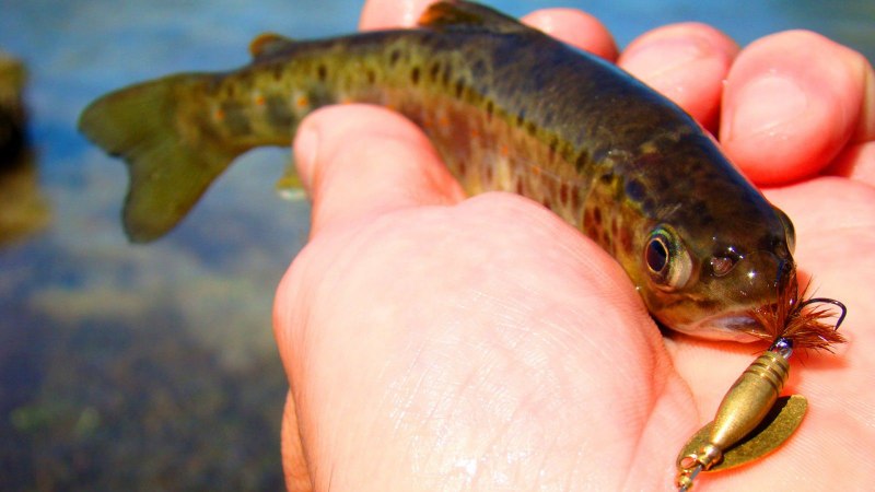 Вьюн Восточный Misgurnus anguillicaudatus