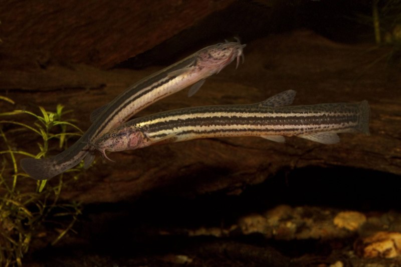 Вьюн Восточный Misgurnus anguillicaudatus