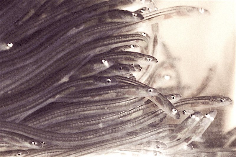 Glass eel