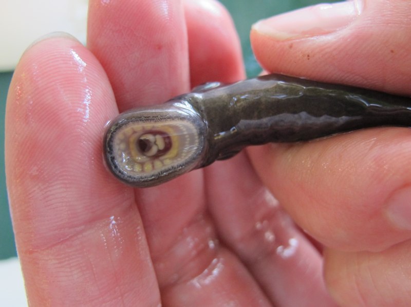 Baby eels