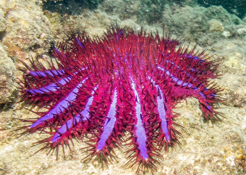 Иглокожие Echinodermata