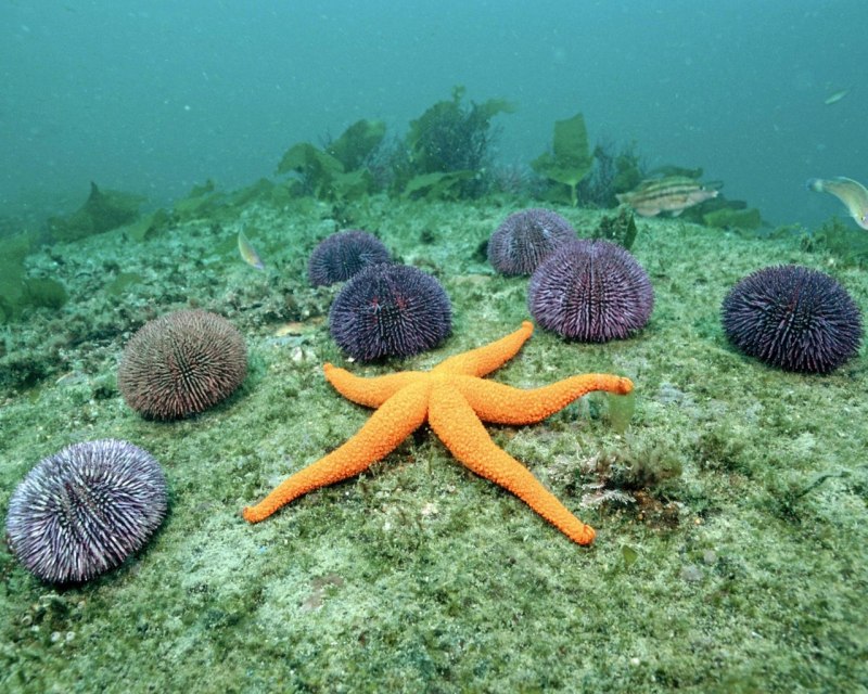 Морская звезда «Терновый венец» (Acanthaster planci).