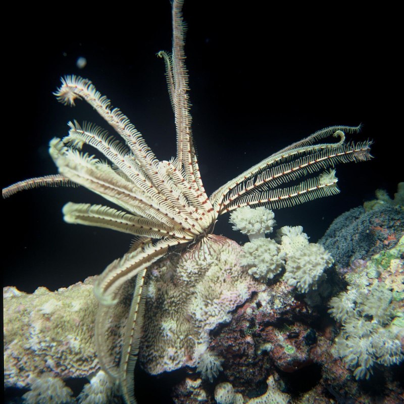 Иглокожие Echinodermata