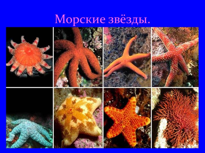 Иглокожие морские звезды