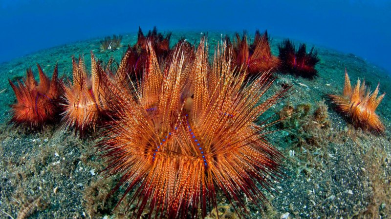 Королевская морская звезда Astropecten articulatus
