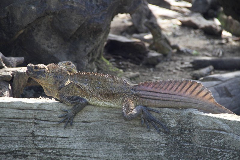Парусная агама Hydrosaurus