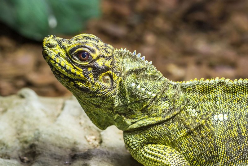 Парусная агама Hydrosaurus